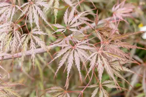 Acer palmatum 'Tamukeyama' - 175-200 CM C180 - image 5