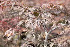 Acer palmatum 'Tamukeyama' - 175-200 CM C30 - image 3