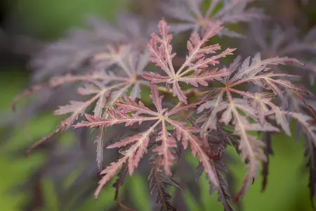 Acer palmatum 'Tamukeyama' - 90 CM STEM C20 - image 1