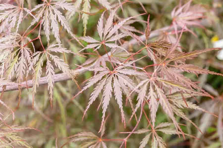 Acer palmatum 'Tamukeyama' - 90 CM STEM C20 - image 5