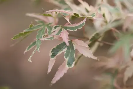 Acer palmatum 'Taylor' - 2 Ltr pot - image 1
