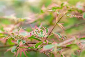 Acer palmatum 'Taylor' - 2 Ltr pot - image 2