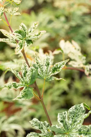 Acer palmatum 'Ukigumo' - 150-175 CM C50 - image 5
