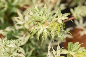 Acer palmatum 'Ukigumo' - 30-40 CM C3 - image 2