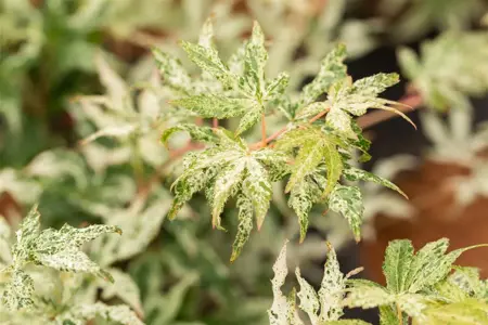 Acer palmatum 'Ukigumo' - 50 CM STEM C15 - image 2