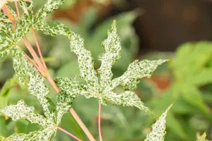 Acer palmatum 'Ukigumo' - 50 CM STEM C15 - image 4