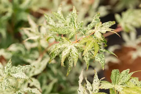 Acer palmatum 'Ukigumo' - 125-150 CM C20 - image 1