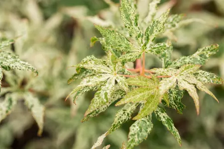 Acer palmatum 'Ukigumo' - 150-175 CM C20 - image 2