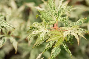 Acer palmatum 'Ukigumo' - 150-175 CM C20 - image 2