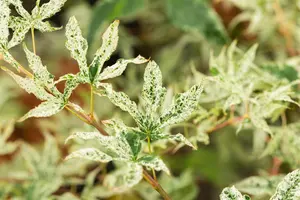 Acer palmatum 'Ukigumo' - 150-175 CM C20 - image 4