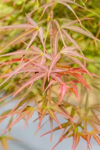 Acer palmatum 'Villa Taranto'