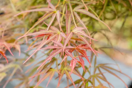 Acer palmatum 'Villa Taranto' - 150-175 CM C20 - image 2