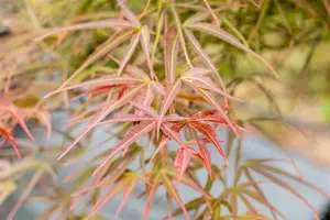 Acer palmatum 'Villa Taranto' - 150-175 CM C20 - image 2