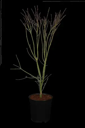 Acer palmatum 'Wilson's Pink Dwarf' - 150-175 CM C35 - image 1