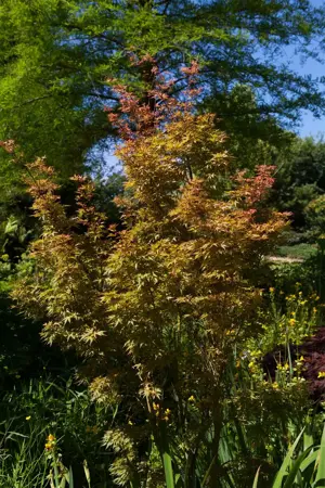Acer palmatum 'Wilson's Pink Dwarf' - 150-175 CM C35 - image 3