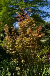Acer palmatum 'Wilson's Pink Dwarf' - 150-175 CM C35 - image 3