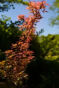 Acer palmatum 'Wilson's Pink Dwarf' - 150-175 CM C35 - image 2