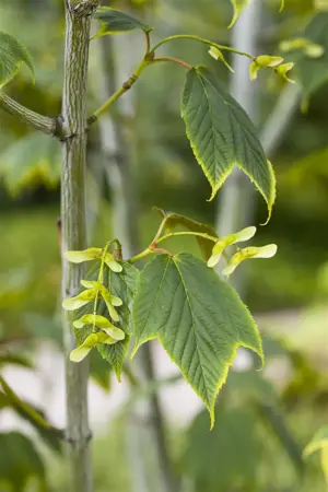 Acer pensylvanicum - 150-175 CM C15 - image 1