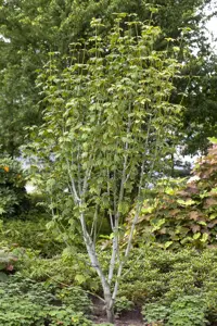 Acer pensylvanicum - 150-175 CM C15 - image 2