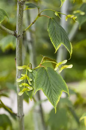 Acer pensylvanicum - 60-80 CM C5 - image 1