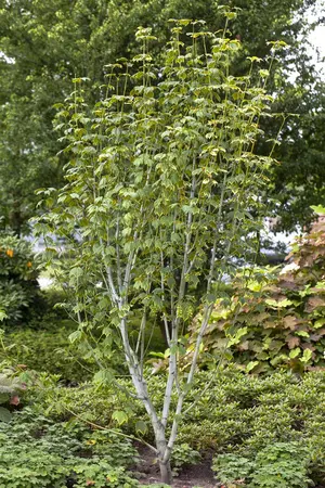 Acer pensylvanicum - 60-80 CM C5 - image 2