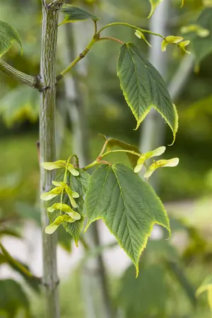 Acer pensylvanicum - STDS 12-14 CM CONT - image 1