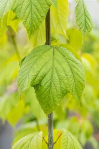 Acer pensylvanicum - 80-100 CM C2 WHIP - image 5