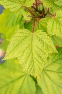 Acer pensylvanicum - 60-80 CM RB - image 3