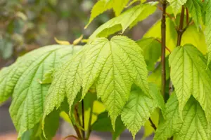 Acer pensylvanicum - 80-100 CM C5 - image 4