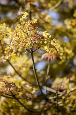 Acer platanoides - STD 10-12 CM CONT    - image 2