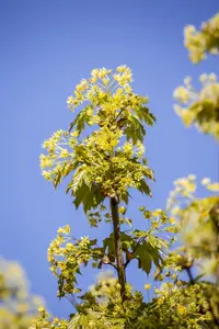 Acer platanoides - 20-25 CM P9 - image 1