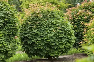 Acer platanoides - STD 10-12 CM CONT    - image 5