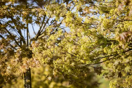 Acer platanoides - 20-25 CM P9 - image 4