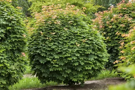 Acer platanoides - 1/0 80-100 CM - image 5