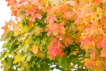 Acer platanoides 'Autumn Blaze' - STDS 16-18 CM RB
