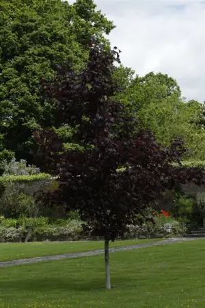 Acer platanoides 'Crimson King' - STDS 10-12 CM RB - image 2