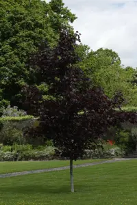 Acer platanoides 'Crimson King' - STDS 18-20 CM RB - image 2