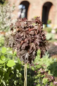 Acer platanoides  'Crimson Sentry' - STDS 6-8 CM C20 FEATHERED - image 2
