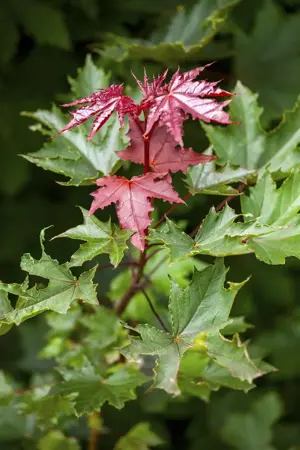 Acer platanoides  'Crimson Sentry' - STDS 6-8 CM C20 FEATHERED - image 4