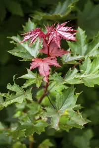 Acer platanoides  'Crimson Sentry' - STDS 6-8 CM C20 FEATHERED - image 4