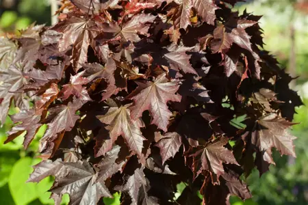 Acer platanoides  'Crimson Sentry' - STDS 6-8 CM C20 FEATHERED - image 1