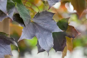 Acer platanoides  'Crimson Sentry' - STEM 180 CM, GIRTH 6-8 CM C20 - image 5
