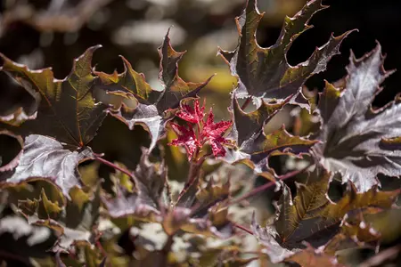 Acer platanoides 'Deborah' - STD 10-12 CM CONT   