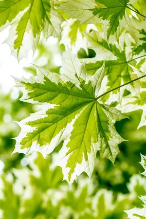 Acer platanoides 'Drummondii' - 200-250 CM FTH. WHIP C15 - image 4