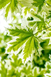 Acer platanoides 'Drummondii' - 200-250 CM FTH. WHIP C15 - image 4