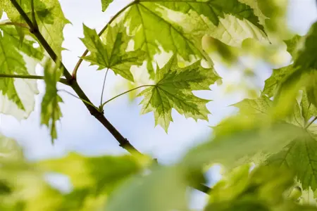 Acer platanoides 'Drummondii' - 150 CM STEM C10 - image 3
