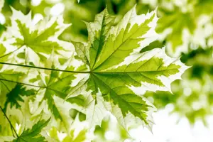 Acer platanoides 'Drummondii' - 150 CM STEM C10 - image 5