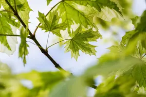 Acer platanoides 'Drummondii' - STD 16-18 CM CONT    - image 3