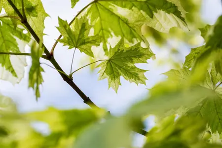 Acer platanoides 'Drummondii' - STD 14-16 CM CONT - image 3