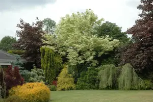 Acer platanoides 'Drummondii' - 150 CM STEM C10 - image 1